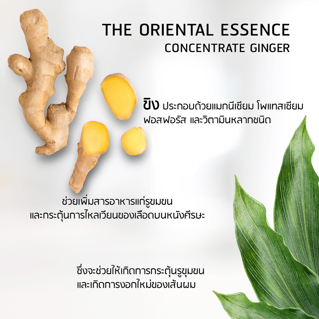 The Oriental Essence,Concentrate Ginger Shampoo,The Oriental Essence Concentrate Ginger Shampoo,แชมพูขิง,แชมพู